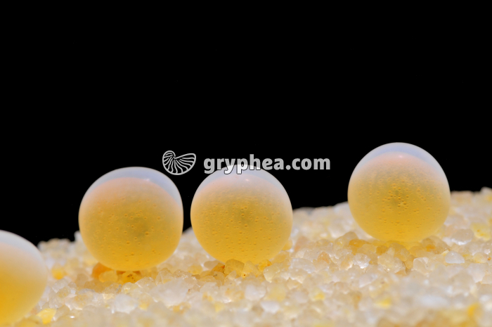 Truite - Ovules fécondés (oeufs) - gryphea.com